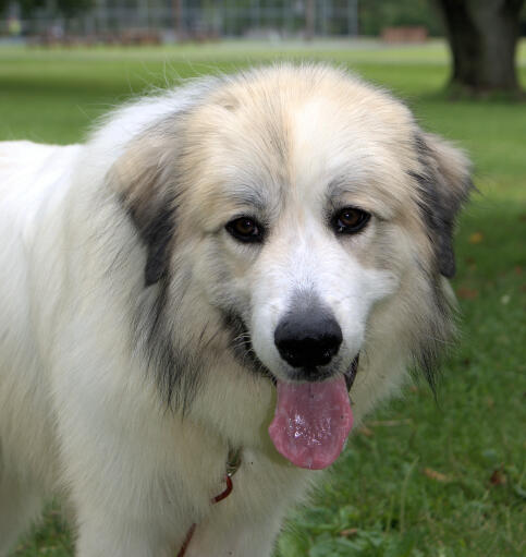 Een close up van de mooie, zachte, witte vacht van een pyreneese berghond