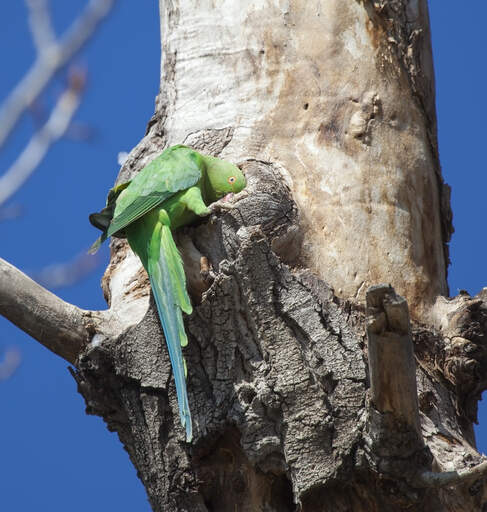 De ongelooflijke, lange, groene staartveren van een lenteklok papegaai