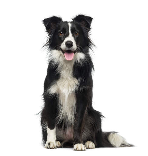 Een zeer gezonde en actieve jonge volwassen border collie