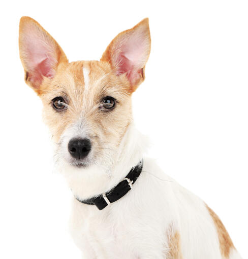 Een close up van de spitse oren van een jonge volwassen jack russell terriër