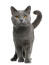 Een vrolijke chartreux kat met een gekrulde staart
