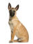 Een belgische malinois puppy zat om aandacht