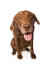 Het liefdevolle gezicht van een chesapeake bay retriever