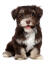 Een bruin en zandkleurige havanezer puppy