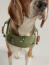 Beagle hond in joules olijf bij water bestendige jas
