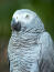 De prachtige, grijze en witte borstveren van een afrikaans grijze papegaai