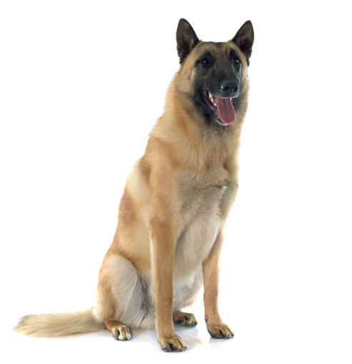 Een lieve belgische herdershond (malinois) zittend