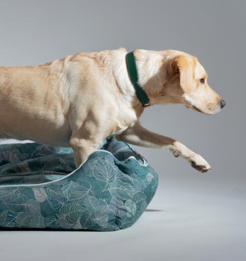 Retriever stapt uit een limited edition hondenbed