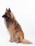 Een prachtige belgische herdershond (tervueren) zittend