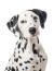 De karakteristieke flaporen en het gevlekte gezicht van een mooie jonge dalmatiër pup