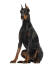 Een volwassen doberman pinscher die heel hoog zit