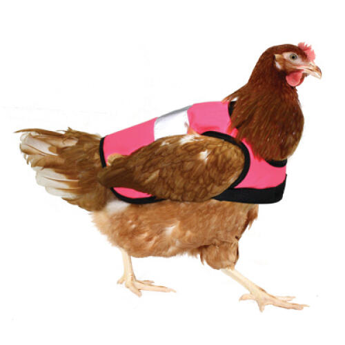 Een kip met een roze hesje