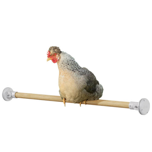 Kip in de Omlet houten zitstok