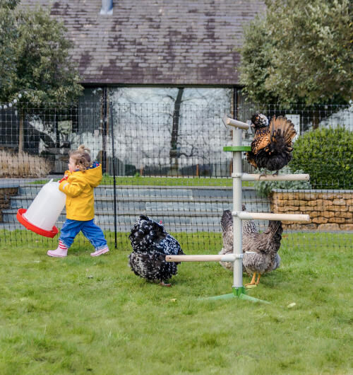 Een kind naast kippen die spelen op een vrijstaande zitstok met kippenhekken op de achtergrond.
