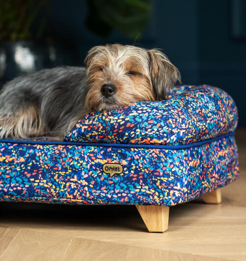 Kleine smerige hond rust zijn hoofd op de zijkant van een neon patroon bolster hondenbed