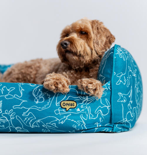 Bruine hond liggend in een Omlet nestbed in groenblauw