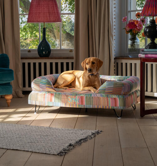 Labrador zat op groot hondenkussen in kleurrijke pawsteps elektrische print.