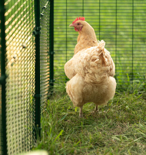 Close up van Golden hen inside Omlet walk in run.