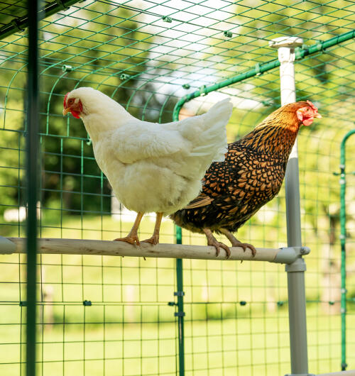 Twee kippen zaten op Poletree in de inloopren.