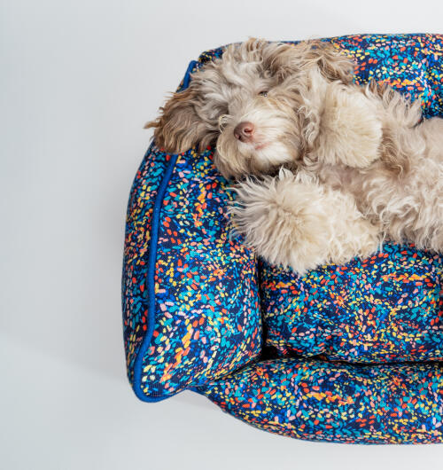 Pluizige hond liggend in een neonkleurig nestbed