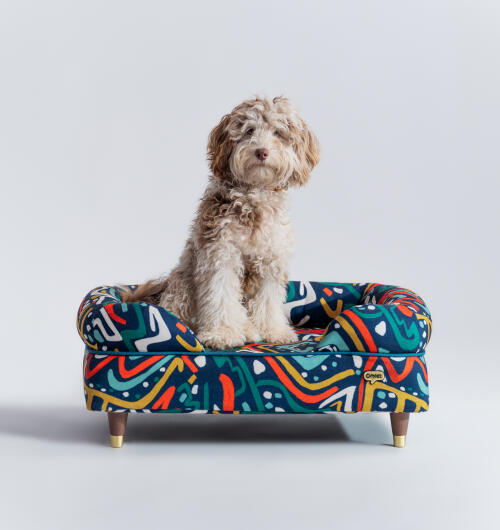 Pluizige hond zittend in een felgekleurd bolster bed