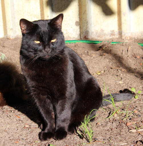 Een mooie bombay kat zittend in de zon