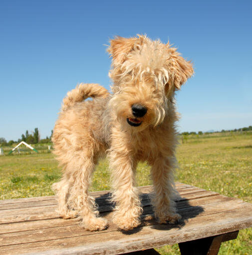 Een lieve kleine lakeland terriër die bovenop een picknick tafel staat