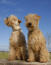 Twee volwassen lakeland terriers met prachtige zachte, scruffy vachten