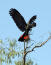 Een roodstaart zwarte kaketoe die zijn verbazingwekkende rode staartveren spreidt