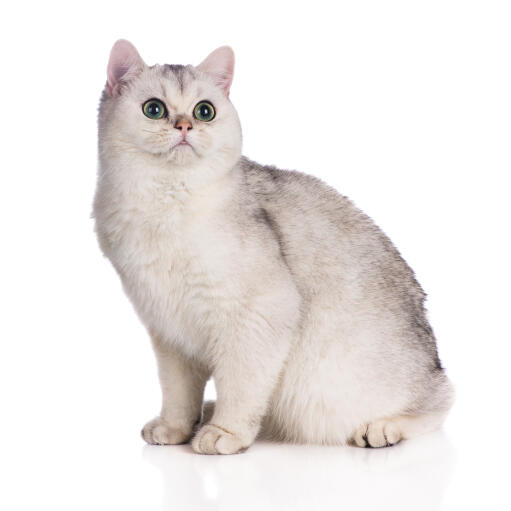 Een britse korthaar kat met een getipte vacht