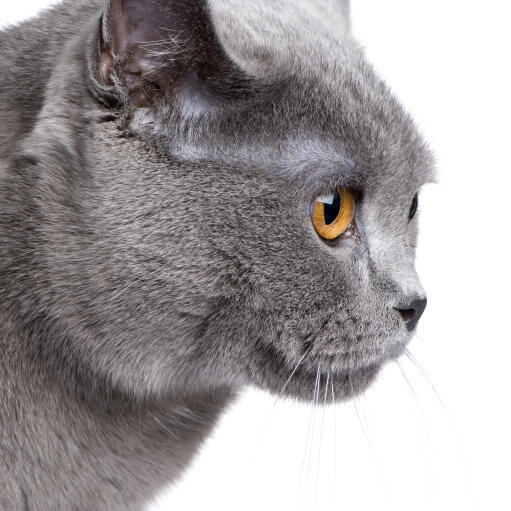 Het profiel van een chartreux kat met amberkleurige ogen