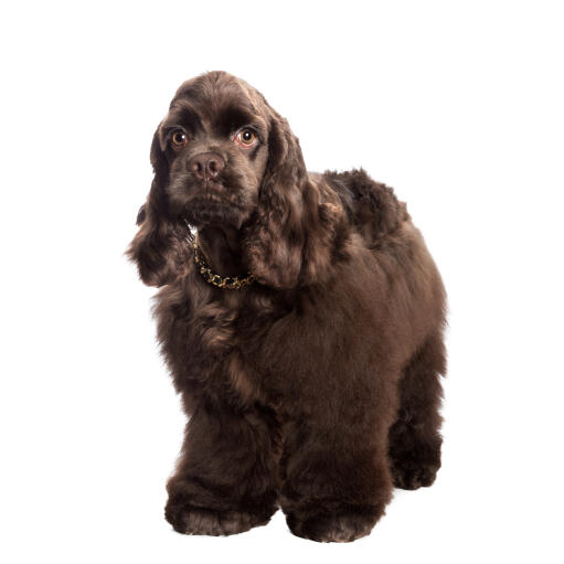 Een chique chocoladebruine amerikaanse cocker spaniel met een donzige vacht