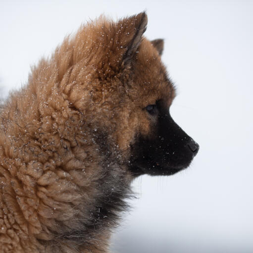 De prachtige dikke vacht en spitse oren van een jonge eurasier