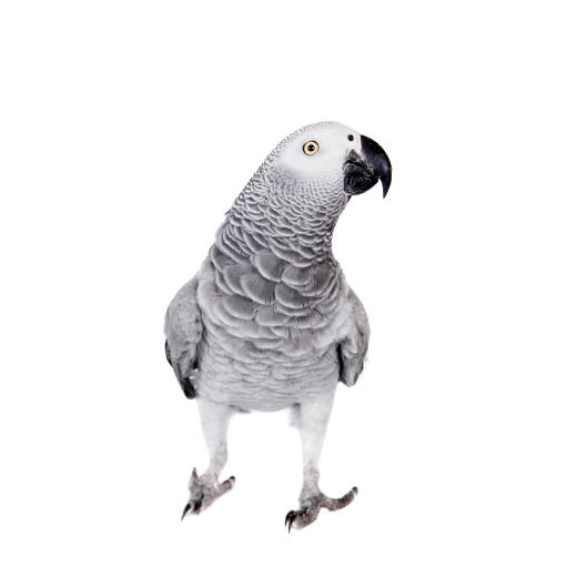 Het schitterende grijze en witte verenpatroon van de afrikaans grijze papegaai