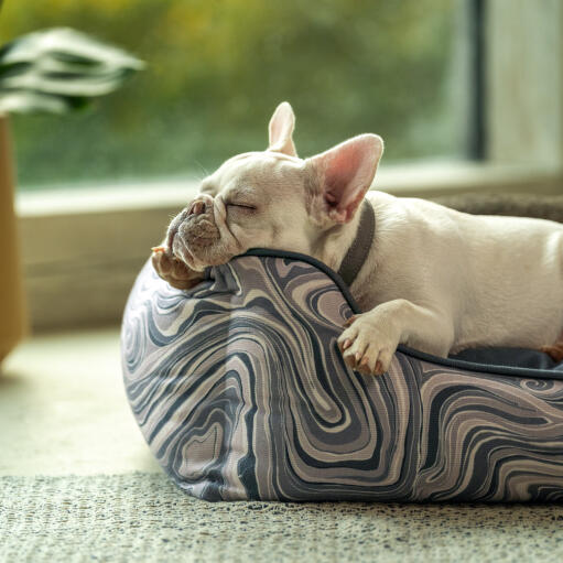 Frenchie laat zijn hoofd rusten op het Omlet nest bed in contour grey