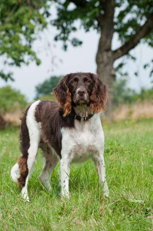 Kleine Munsterlander Honden Rasinformatie Omlet It is descended from the long coated german spaniels and is a spaniel type dog that points game. kleine munsterlander honden