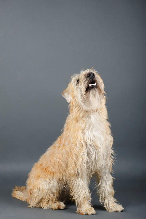 Flat coated wheaten terrier discount
