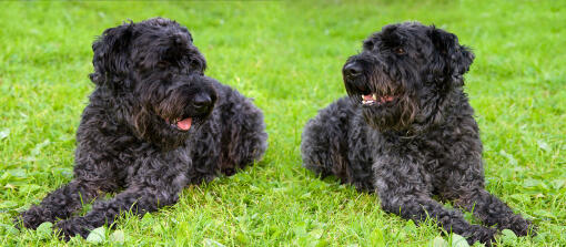 Twee donkerharige kerry blue terrier liggen netjes op het gras