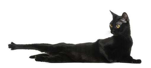Een atletische bombay kat die zich uitstrekt op de vloer