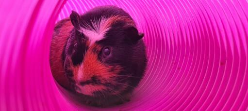 Een cavia die door een tunnel rent