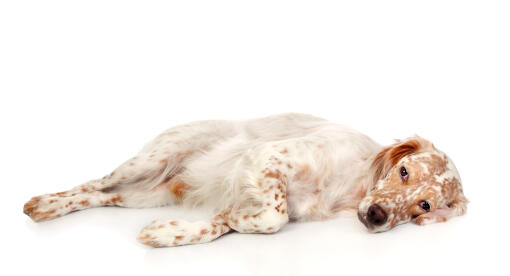 Een volwassen engelse setter in ruste met een mooie rode en witte vacht