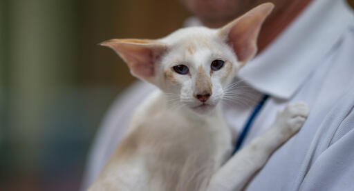 Seychellois kat wordt gedragen