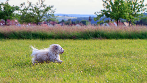 Een elegante coton de tulear genietend van de buitenlucht