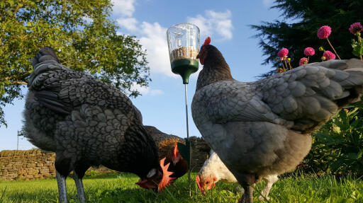 Meerdere kippen kunnen het pikspeeltje tegelijk gebruiken - sommige pikken, andere rapen graan op.