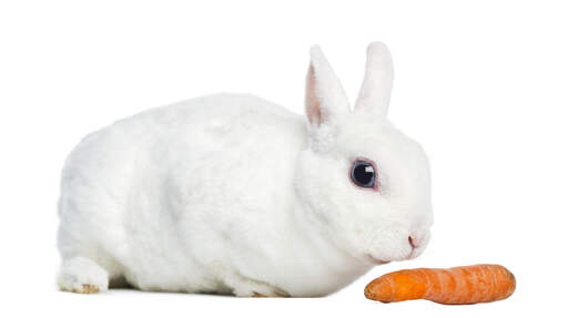 Een mini rex konijn met een mooie zachte witte vacht