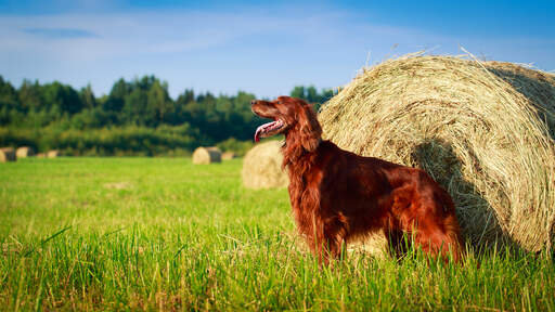 Een mooie ierse setter die zijn lange, zachte vacht laat zien