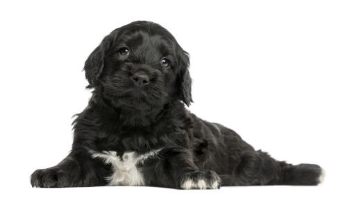 Een vreselijk schattige portugese waterhond pup met heldere kleine ogen