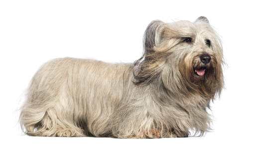 Een gezonde volwassen skye terrier pronken met zijn prachtige lange vacht