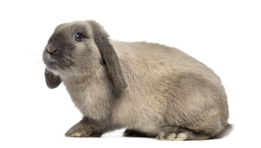 Holland lop konijn tegen een witte achtergrond