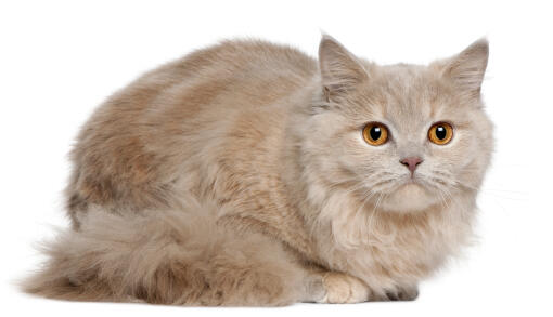 Een bleke britse longhait kat met amberkleurige ogen